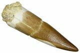 Fossil Plesiosaur (Zarafasaura) Tooth - Morocco #369991-1